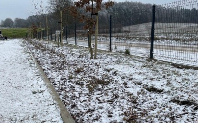 sadzenie drzew bytow